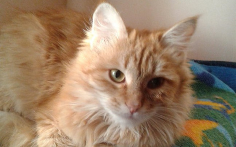 Найди себе друга в Саранске: кошечка Лиса и щенок Рыжик ищут дом