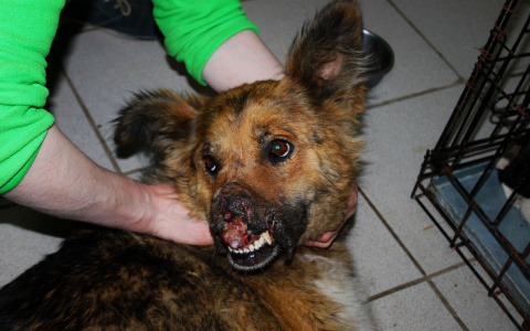 В Саранске собака без носа нуждается в операции и ищет любящих хозяев