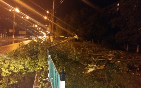В Саранске подвели итоги прошедшего урагана: повалено 340 деревьев, пострадали десятки автомобилей
