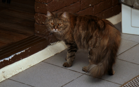 В Саранске дети издевались над бездомной кошкой