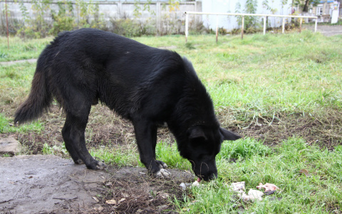 В пригороде Саранска убили собаку на глазах местных жителей