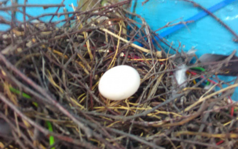 Житель Саранска обнаружил голубиное гнездо в неожиданном месте