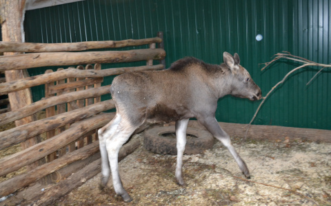 В саранском зоопарке ожидается пополнение
