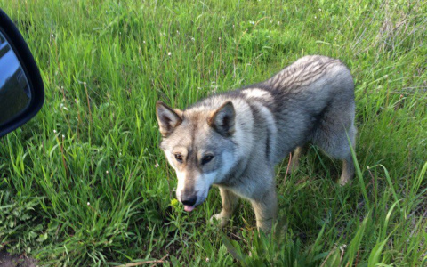 Житель Мордовии встретил волчонка недалеко от Саранска (ФОТО)