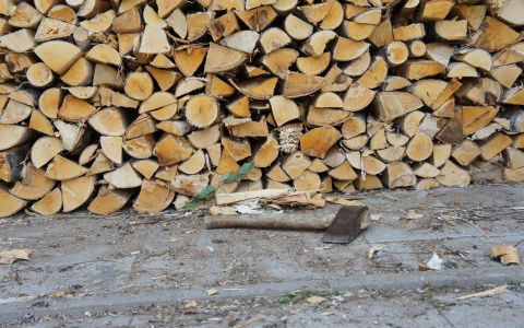 Мордовский лесник пойдет под суд за незаконную вырубку деревьев