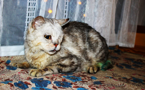 Животные с тяжелой судьбой ищут любви и ласки