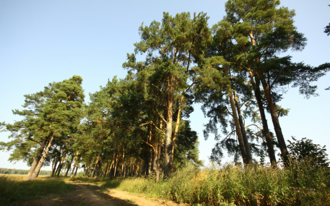 Топ-5 мест в Мордовии для отдыха на природе