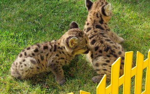 В саранском зоопарке родились три пуменка