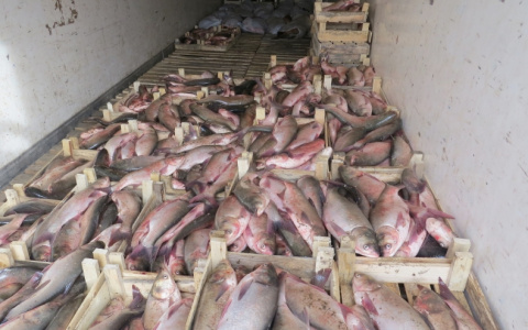 До Саранска не доехала фура с 15 тоннами мороженной рыбы