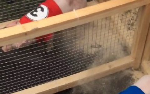 В Мордовии прошли поросячьи бега (ВИДЕО)