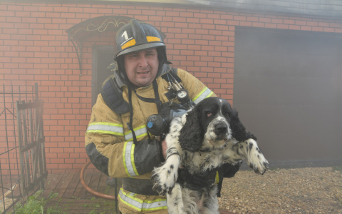 В Саранске пожарные спасли потерявшего адекватность спаниеля