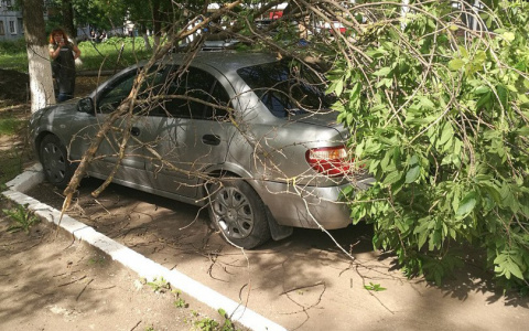 В Саранске рухнуло дерево на припаркованную иномарку