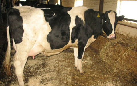 В Мордовскую колонию купили пять коров самой популярной в мире породы
