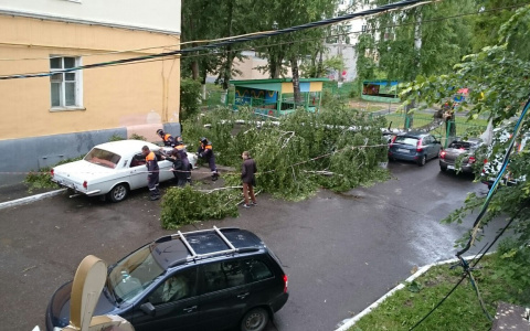 В центре Саранска береза помяла сразу три автомобиля