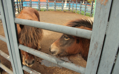 Беременность пони из саранского зоопарка оказалась ложной