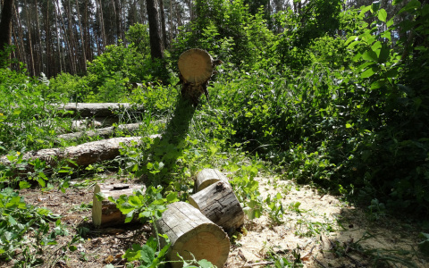 Житель Мордовии наживался за счет незаконной рубки леса