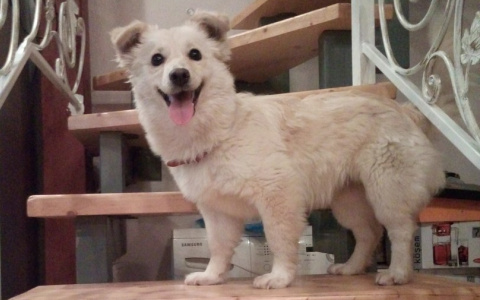 В Мордовии танцующая собака ищет хозяев