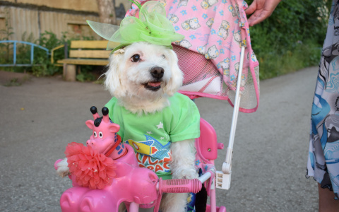 Собака-велосипедистка колесит по улицам Рузаевки