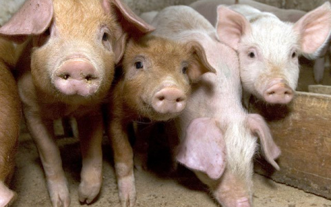 В Мордовии продавали «сомнительных» поросят