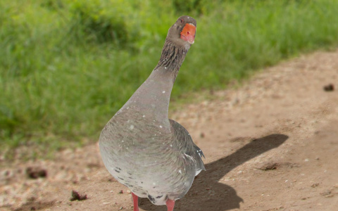 В Мордовии местный житель украл у односельчанки гуся, чтобы сделать из него шашлык