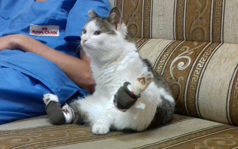 В Саранске особенный кот Миша ищет себе дом