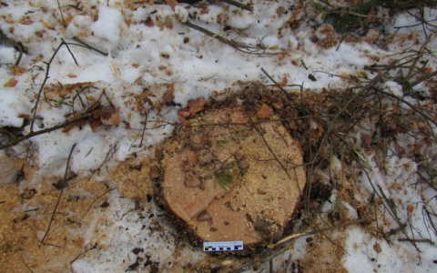 В Мордовии суд вынес приговор мужчине, который наживался за счет лесничества