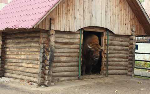 Из-за аномального лета животные саранского зоопарка могут остаться без корма