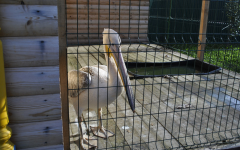 Прокуратура Мордовии встала на защиту краснокнижных животных