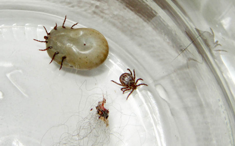 В Мордовии зафиксированы случаи опасного инфекционного заболевания