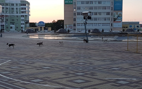 В центре Саранска собаки устроили водопой