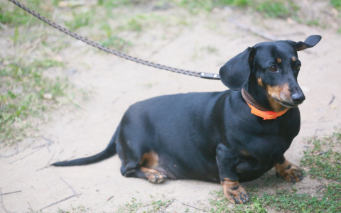 Главный врач мордовской станции по борьбе с болезнями животных: «избегайте солнца!»