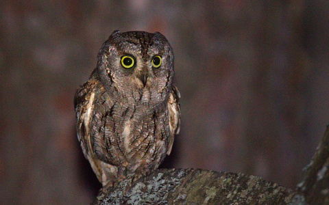 В мордовском заповеднике нашли гнездо одной из самых маленьких сов
