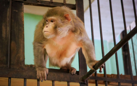 Под Рязанью более 70 человек пытаются найти обезьяну, укусившую женщину