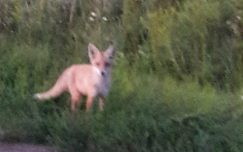 В Мордовии лисы выходят к людям
