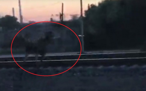 По Саранску продолжает гулять лось-путешественник