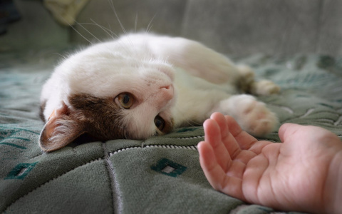 Эффект «Pro Город»: Особенный кот Миша из Саранска нашел себе дом