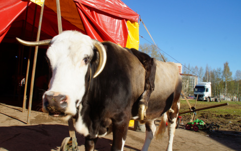В Мордовии юный скутерист «врезался» в корову