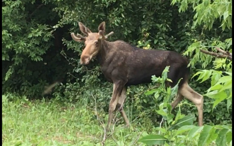 Лось-путешественник продолжает гулять по улицам Саранска