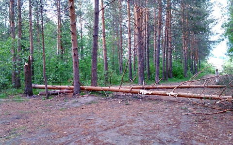 В Мордовии сосна упала на молодого мужчину: он скончался на месте