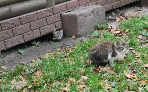 В Саранске пенсионерка забивает бездомных животных досками