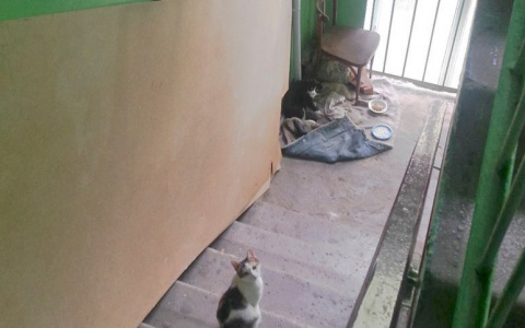 В преддверии всемирного Дня кошек в Саранске жестоко расправились с тремя котятами