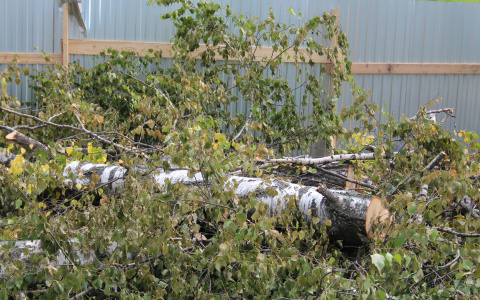 Житель Мордовии ответит за смерть односельчанина, на которого упала ветка березы