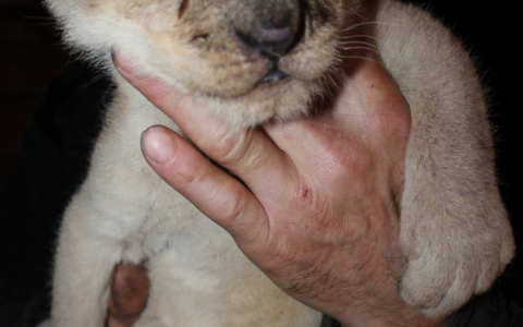 В саранском зоопарке ждут пополнение