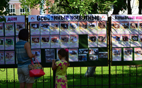 Всем на свете нужен дом: В Саранске пройдет акция, направленная на помощь бездомным животным