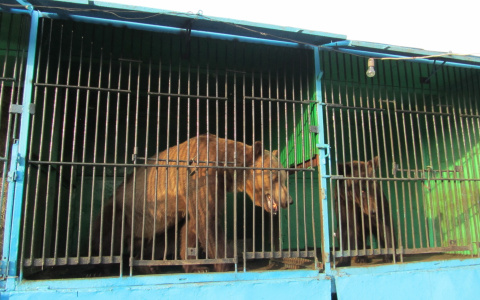 Медведь откусил руку пьяному мужчине со сгущенкой