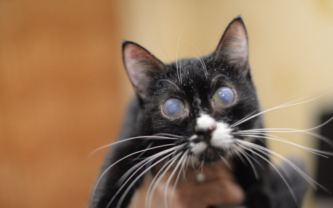 В Саранске слепая кошка Лана ищет заботливых хозяев