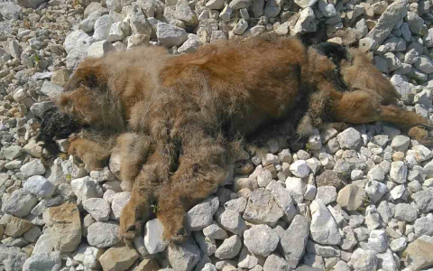 В Саранске убили собаку: труп животного второй день лежит на улице