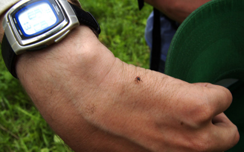 Жителей Мордовии продолжают кусать клещи