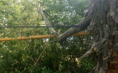 В Мордовии сильный ветер повалил дерево на провода