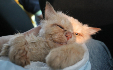 В Саранске рыжий пушистик ждет своего счастья